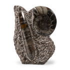 Polished Fossil Goniatite and Orthoceras Display. Devonian Period, circa 400 million years B.P.