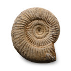 Fossil Perisphinctes Ammonite. Jurassic Period, circa 174-145 million years B.P.