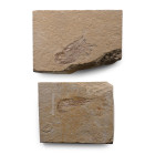 Fossil Shrimp in Matrix Group. Cretaceous Period, circa 110 million years B.P.