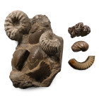 Fossil and Mineral Collection. Jurassic Period, circa 184.2-174.7 million years B.P.