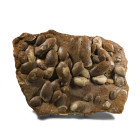 Very Large British Cardinia Fossil Ocean Floor Display. Jurassic Period, circa 201-202 million years B.P.