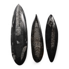 Polished Fossil Orthoceras Group. Devonian Period, circa 400 million years B.P.