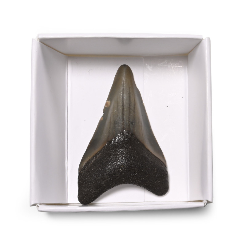 Fossil Megalodon Extinct Giant Shark's Tooth. Pliocene Period, 5.2-2.5 million y...