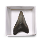Fossil Megalodon Extinct Giant Shark's Tooth. Pliocene Period, 5.2-2.5 million years B.P.