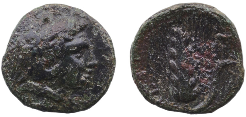 Greece (ancient) Metapontion Lucania 300 BC - 250 BC AE (Herakles & Barley ear) ...