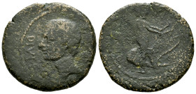 Augustus. Zeugitania. Dupondius. 27 BC. - 14 AD. Colonia Iulia Pia Paterna. (Rpc-I suplement 4, 759A). (MAA-Unlisted). Anv.: (CAESAR) DIVI•F Bare head...