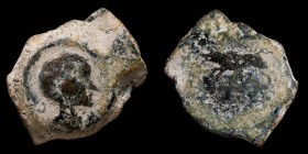 Uncertain,  Semis type wild boar clava  21 mm / 6.49 gr.