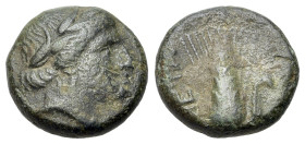 Italy. Southern Lucania, Metapontion, c. 300-250 BC. Æ (13mm, 2.67g., 9h). Head of Apollo Carneius r. R/ Grain ear with leaf r.; META upwards l., bill...
