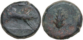 Greek Italy. Northern Apulia, Ausculum. AE 20.5 mm. c. 300-275 BC. Obv. Boar charging right; above, spearhead; in exergue, AYCKΛIN. Rev. Barley-ear wi...