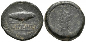 ILIPENSE. Semis. 120-20 a.C. Alcalá del Río (Sevilla). A/ Sábalo a derecha, debajo ILIPENSE en cartela. R/ Espiga. FAB-1534. Ae. 17,87g. BC/BC-.
