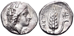 LUCANIA. Metapontion. Circa 330-290 BC. Didrachm or nomos (Silver, 20 mm, 7.96 g, 2 h), Ly... Head of Demeter to right, wearing wreath of barley ears,...