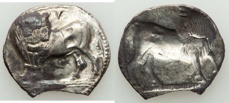 LUCANIA. Sybaris. Ca. 550-510 BC. AR stater or nomos (27mm, 6.59 gm, 12h). VF, c...