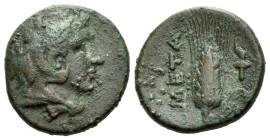 Lucania, Metapontum Bronze circa 300-250