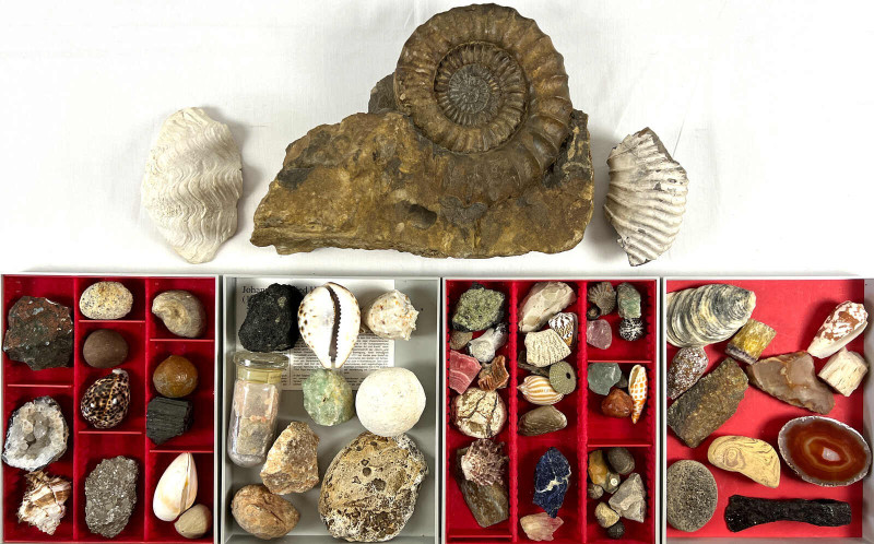 Lots
Sammlung von ca. 70 Mineralien, Fossilien, etc. U.a. große Schneckenhäuser...