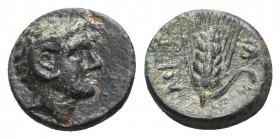 Southern Lucania, Metapontion, c. 300-250 BC. Æ (10mm, 1.39g, 6h). Head of Apollo Karneios r. R/ Grain ear with leaf to r.; fly above leaf. Johnston B...