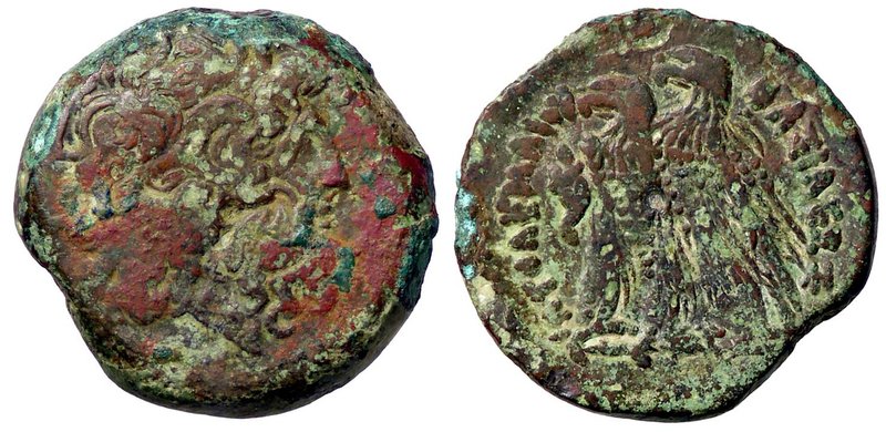 GRECHE - RE TOLEMAICI - Tolomeo V, Epifane (204-180 a.C.) - AE 29 - Testa di Zeu...