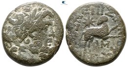 Seleucis and Pieria. Antioch 13-14 AD. Bronze Æ