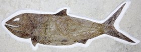 Fossilien
Versteinerter Raubfisch "Caturus furcatus" (ein ausgestorbener Knochenfisch). Obere Jura, ca. 150 Millionen Jahre alt. Fundort bei Solnhofe...