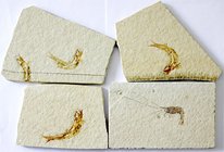Fossilien
4 fossile Platten mit versteinerten Fischen (Länge je ca. 5 cm) und einer Garneele (ca. 9,5 cm mit Fühlern). Obere Jura, ca. 150 Millionen ...