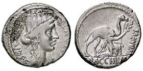 ROMANE REPUBBLICANE - PLAUTIA - A. Plautius (55 a.C.) - Denario - Testa di Cibele a d. /R Il Re Bacco inginocchiato ai piedi di un cammello verso d. B...