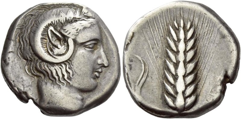 Metapontum
Nomos circa 430-400, AR 7.64 g. Head of Apollo Carneios r. Rev. [MET...