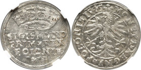 Zygmunt I Stary, grosz 1545, Kraków MAX