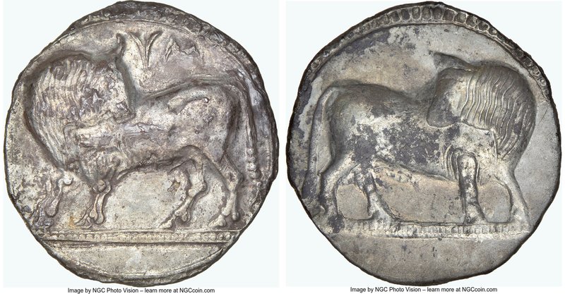 LUCANIA. Sybaris. Ca. 550-510 BC. AR stater or nomos (27mm, 8.25 gm, 12h). NGC A...