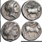 Italien: Kampania-Neapolis: Lot 2 x AR-Stater, ca. 300 v. Chr., Nymphenkopf nach rechts / Androkephaler Stier nach rechts. 7,2/73 g, sehr schön.
 [ta...