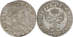Zygmunt II August, Grosz Gdańsk 1556 - rozdwojona broda - rzadki R3