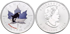 Canada. Elizabeth II. 5 dollars. 2014. Maple Leaf. Ag. 31,11 g. Coloured Edition. Killer Whale. UNC. Est...40,00.