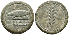 ILIPENSE. As. 120-20 a.C. Alcalá del Río (Sevilla). A/ Sábalo a derecha, encima creciente, leyenda entre líneas ILIPENSE, debajo A. R/ Espiga. FAB-153...