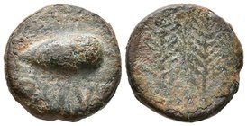 OSTUR. Semis. 150-50 a.C. Villalba del Alcor (Huelva). A/ Bellota a izquierda, debajo OSTVR. R/ Dos palmas. FAB-1976. Ae. 5,26g. MBC-/BC.