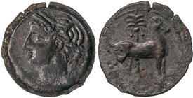 CELTIBERIAN COINS
Calco. 220-215 a.C. ACUÑACIONES HISPANO-CARTAGINESAS. Anv.: Cabeza de Tanit a izquierda. Rev.: Caballo parado a derecha, detrás pal...