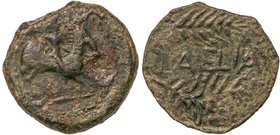 CELTIBERIAN COINS
As. 50-20 a.C. LAELIA (OLIVARES, Sevilla). Anv.: Jinete a derecha, estrella detrás. Rev.: Espiga, debajo palma, entre ellas LAELIA....