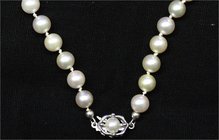 Schmuck und Accessoires aus Gold
Colliers und Halsketten
Perlencollier aus 51 Perlen (je ca. 6,5 bis 7 mm), Verschluss Weißgold 585 mit 2 weiteren P...