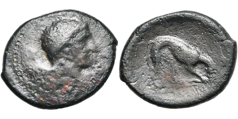SICILE, AGYRION, AE bronze, 338-317 av. J.-C. D/ T. imberbe d'Héraclès à d., la ...