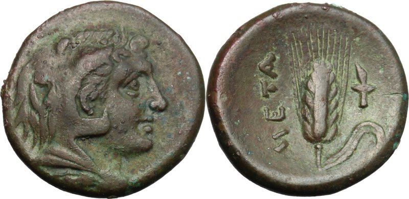 Greek Italy. Southern Lucania, Metapontum. AE 15.5, c.300-250. D/ Head of Herakl...