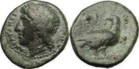 Sicily. Akragas. Phintias, Tyrant (289-278 BC). AE 14.5mm. D/ ΑΚΡΑΓΑΝΤΙ[ ]. Laureate head of Apollo left. R/ Sea eagle standing right, looking back; a...