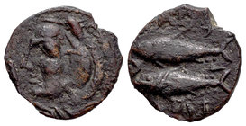 Gades. Semis. 100-20 a.C. Cádiz. (Abh-1349). (Acip-691). Anv.: Cabeza de Hércules a izquierda delante clava. Rev.: Dos atunes a derecha, encima y deba...