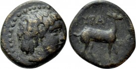 KYRENAICA. Kyrene. Ae (4th-3rd century BC).