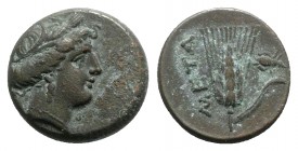 Southern Lucania, Metapontion, c. 300-250 BC. Æ (13mm, 3.58g, 3h). Wreathed head of Demeter r. R/ Grain ear with stem to r.; fly to r. Johnston Bronze...