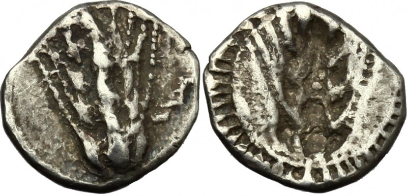 Greek Italy. Southern Lucania, Metapontum. AR Obol, c. 540-510 BC. D/ Ear of bar...
