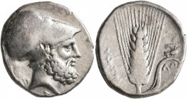 LUCANIA. Metapontion. Circa 340-330 BC. Didrachm or Nomos (Silver, 21 mm, 7.79 g, 7 h). [ΛEYKIΠΠOΣ] Bearded head of Leukippos to right, wearing Corint...