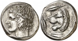 (455-430 a.C.). Sicilia. Leontini. Tetradracma. (S. 833) (CNG. II, 671). 17,30 g. Leve rotura de cuño en anverso. Bella. EBC.