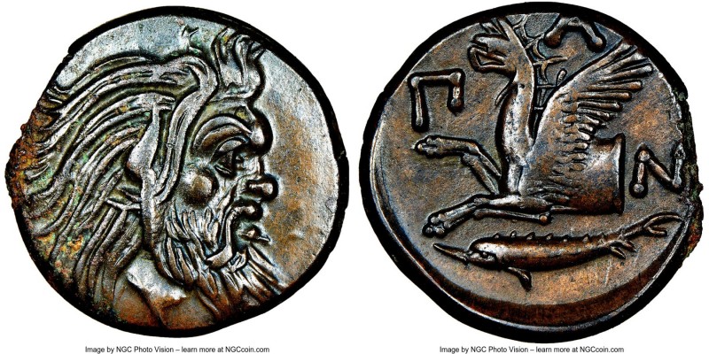 CIMMERIAN BOSPORUS. Panticapaeum. 4th century BC. AE (21mm, 12h). NGC Choice XF....