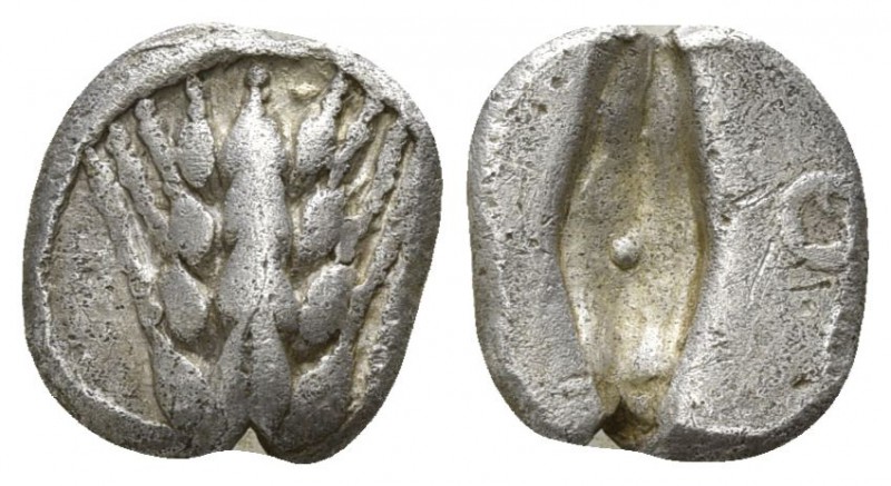 Lucania. Metapontion 510-460 BC.
Obol AR

10mm., 0,80g.

Barley-ear with fo...
