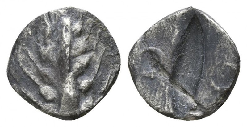 Lucania. Metapontion 510-460 BC.
Obol AR

9mm., 0,43g.

Barley-ear with fiv...