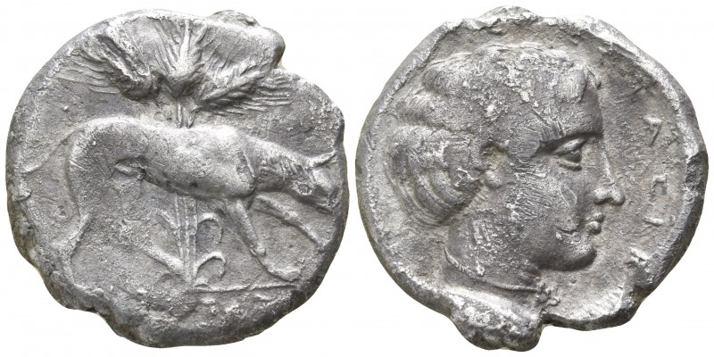 Sicily. Segesta circa 415 BC.
Didrachm AR

21mm., 7,93g.

[ΣECEΣTAI] below ...