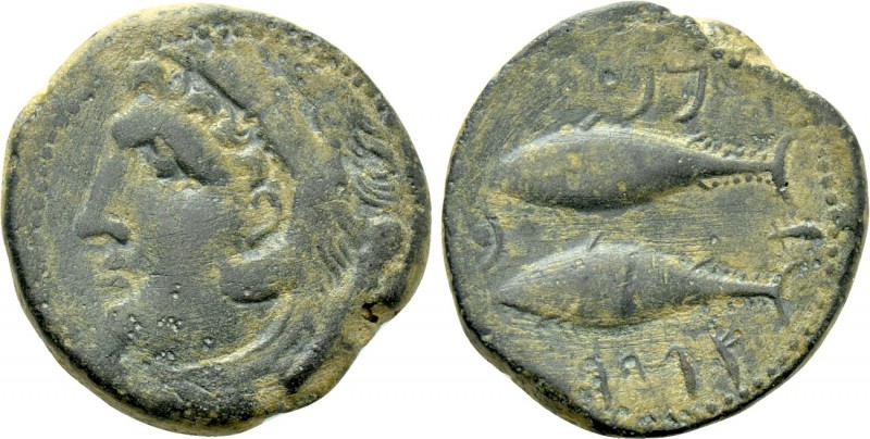 HISPANIA. Gades. Ae (2nd century BC). 

Obv: Head of Herakles-Melqarth left, w...